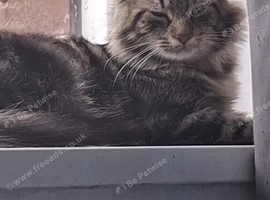 3 cats