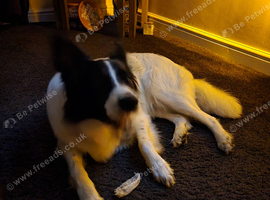 Ozzy the Border Collie FOC