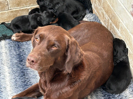 Beautiful Labrador/Springer cross puppies ready to leave August