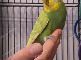 1 x beautiful yellow and green semi-tame budgie