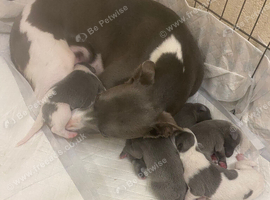 Outstanding whippet puppies