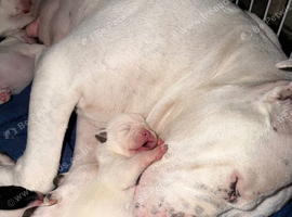 Gorgeous American bulldog x French bulldog