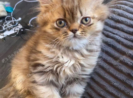 Persian kitten in reading