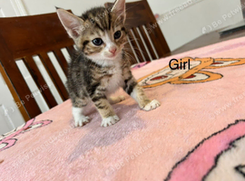Mixed breed kittens