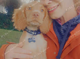 Travelling Tails dog walking services