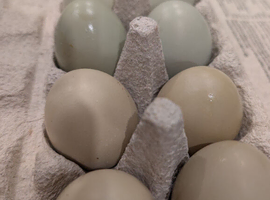 Fertilized Olive Hatching Eggs