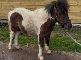 Unregistered Shetland - Chocolate Dun & White - 3Yo - Colt (can be gelded)
