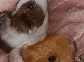 Two male guinea pigs ( must go together)