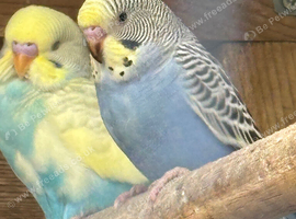 Young Budgies's