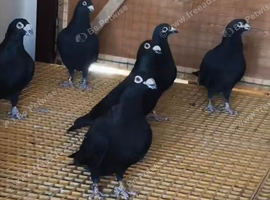 Black racing pigeons quality birds