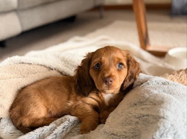 Dachshund puppies available