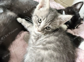 I have 2 beautiful kitten