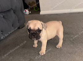 French bulldog puppies