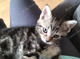 5 kittens available from Monday 13th July