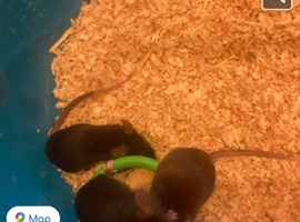 Mice need a loving homes