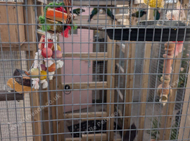 Crimson bellied conures