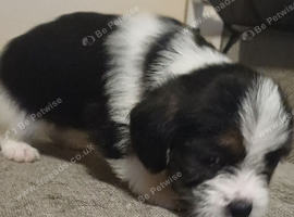 Last little tri colour boy shihtzu cross male puppy for sale