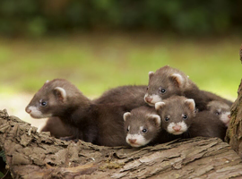 Ferret kits