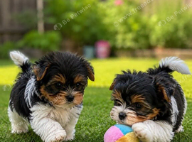 Beautiful Biewer Terriers 1 Girl and 1 Boy