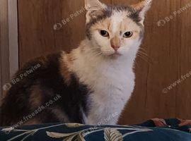 Kittens  ready August 20th