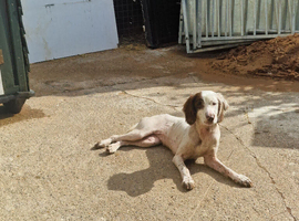 Springer Spaniel