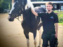 15.3 Warmblood x New forester
