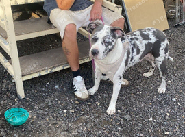 Dog forsale