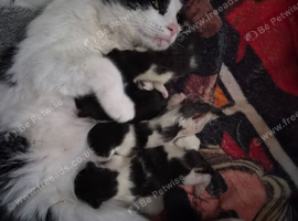 5 kittens &pound;30 each