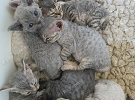 Pedigree TICA Devon Rex Kittens