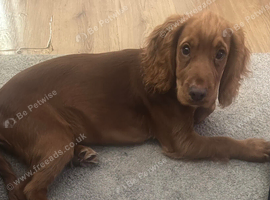 Cocker spaniel