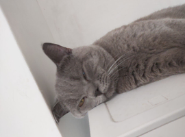 2 bsh cats male and female