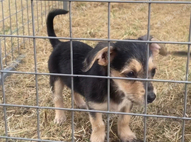 Chihuahua x miniature jackrussel