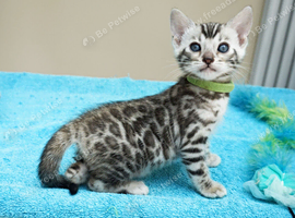 Superb Bengal Kittens