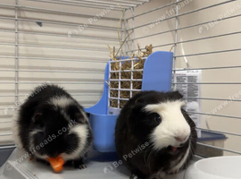 2 male guinea pigs