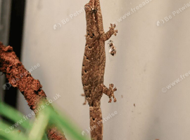 Mourning geckos
