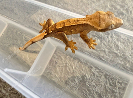 Baby crested geckos