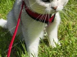 British shorthair males pair under 1 year old