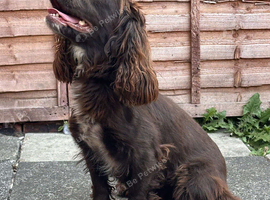 3 year old cocker spaniel female