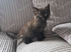 Kittens for sale