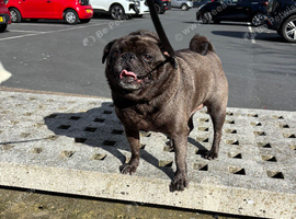 Pug for Rehome