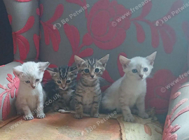 4 lovely bengal kittens 3 boys 1 girl