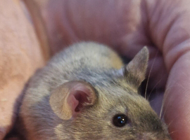Pet Mice