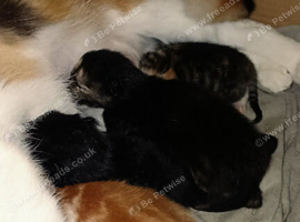 3 Kittens