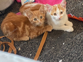 Male kittens