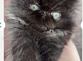 stunning rare black smoke Persian Kitten