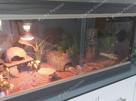 2 leopard Geckos