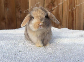 Exceptional mini lops