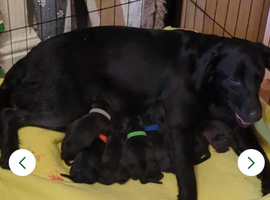Gorgeous chunky Staffador puppies
