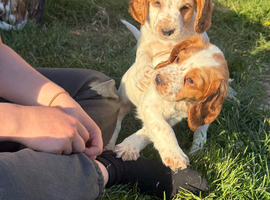 Last 2 boys ready for new home