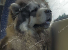 Chow chow